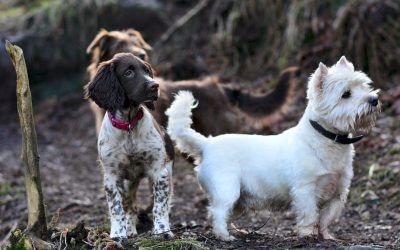 dogs looking at other dogs