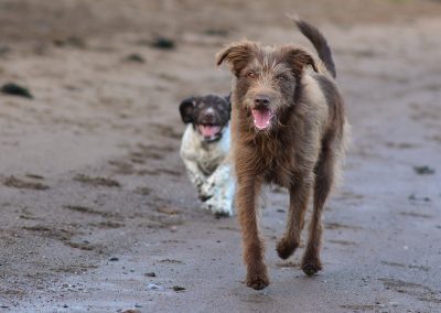 pup and dog on beach