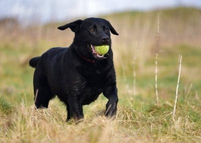 Black lab with ball