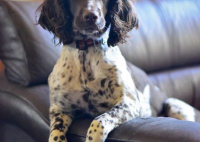 springer spaniel on chair