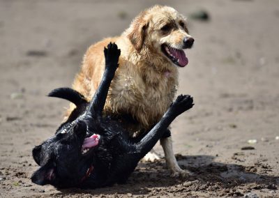 labrador and golden retriever