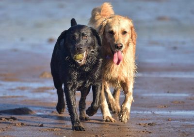 labrador and golden retriever