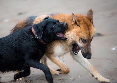 labrador and german shepherd