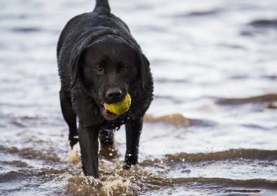 black labrador in water