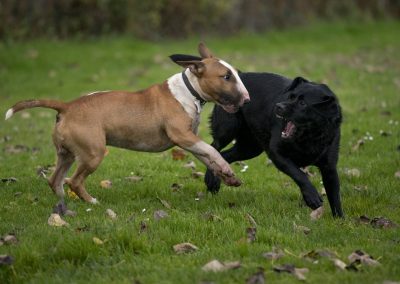 english bull terrier and labrador