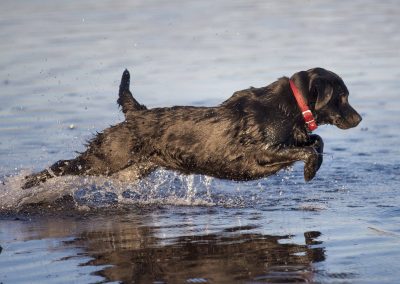 larbador jumping into water