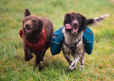 collie x and springer spaniel
