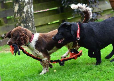 dogs with rope toy