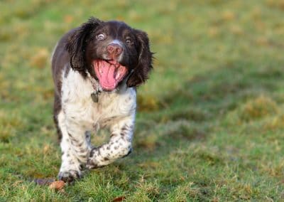 springer spaniel funny face