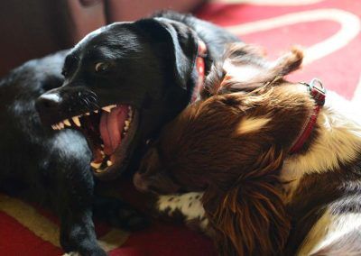 dogs wrestling
