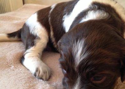 springer spaniel few weeks old
