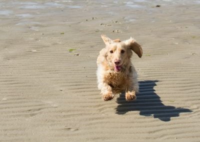 dog-running-on-ettrick-bay