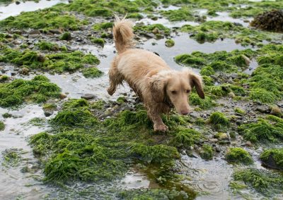 dog-walking-over-seaweed