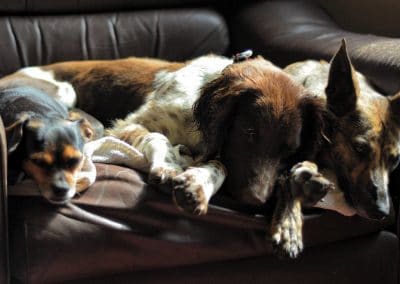 dogs sleeping