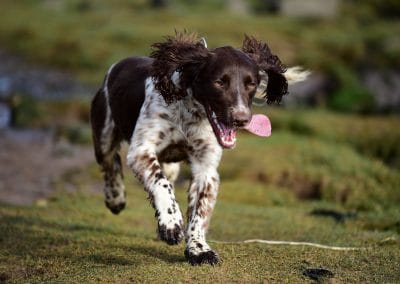 happy springer spaniel