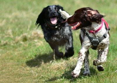 Spaniels running