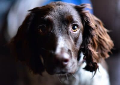 springer spaniel face close up