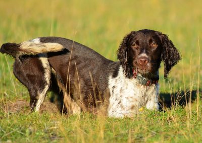 Spaniel digging