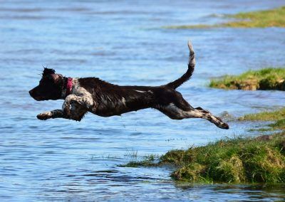 springer diving into water