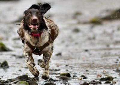 springer spaniel with ruffwear backpack