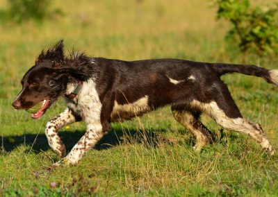 Liver and white springer running