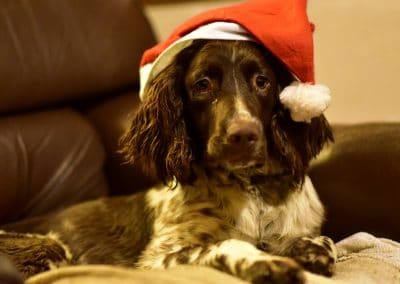 springer spaniel with christmas hat