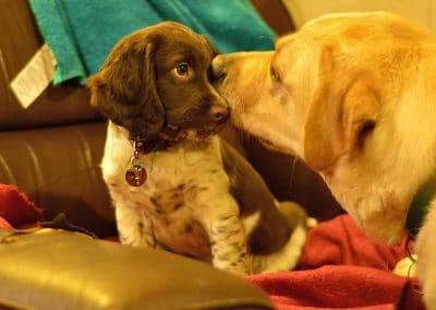 springer pup meets labrador dog