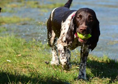 springer spaniel with ball