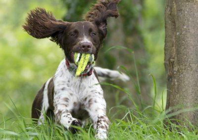 mainly brown springer spaniel