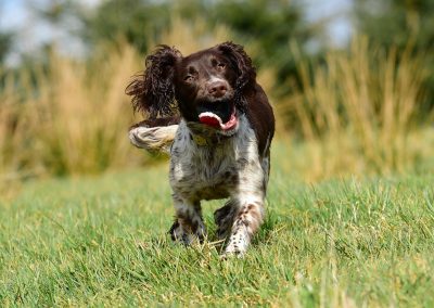18 month old springer spaniel