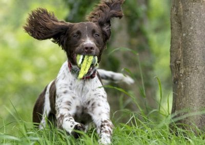 mainly liver springer spaniel