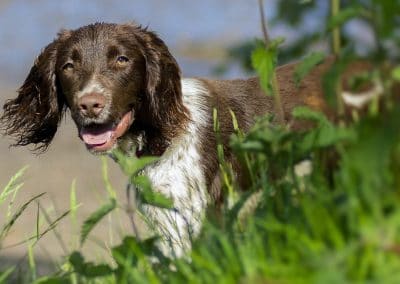 brown and white springer spaniel