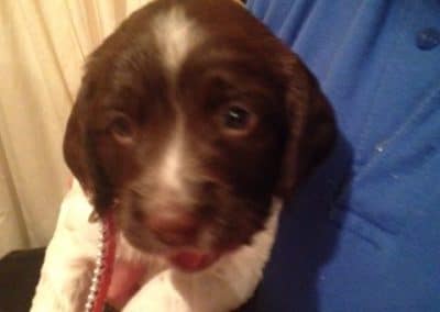 baby springer spaniel