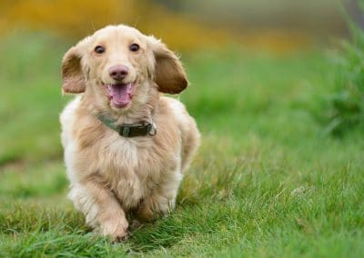 Happy dachshund