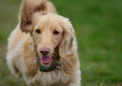 dachshund running