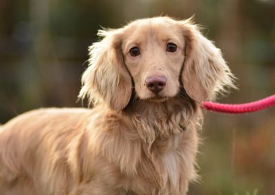 cream dachshund