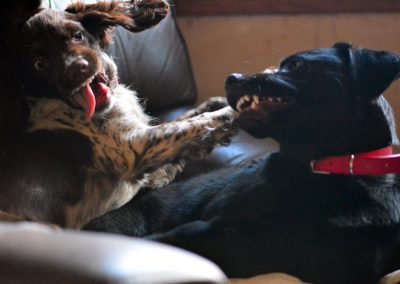 pups playing in house
