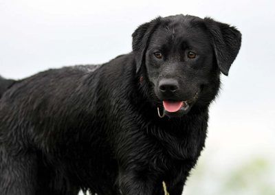 beautiful Black labrador