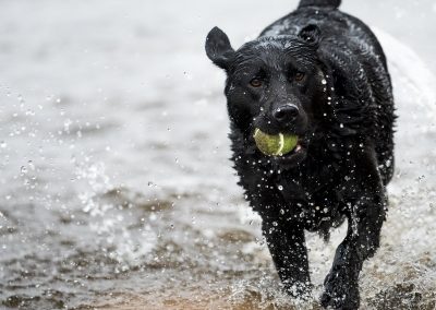 black labrador wet