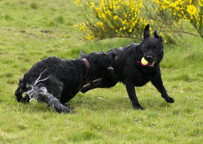 blue roan cocker spaniel playing with black labrador