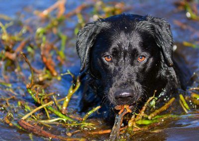 black labrador in water