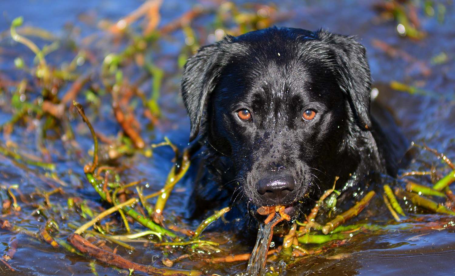 black labrador in water