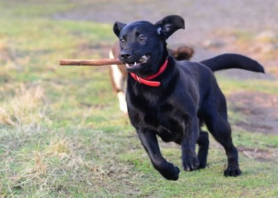 black show labrador with stick