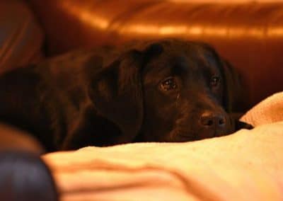 Black lap puppy sleeping