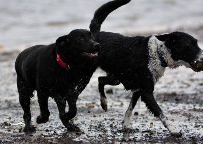 Labrador at the beach