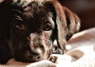 10 week old black labrador