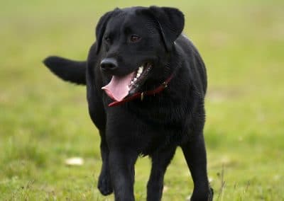 roxy the black labrador