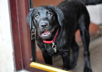 Labrador at door