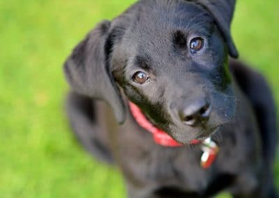 Black labrador pup
