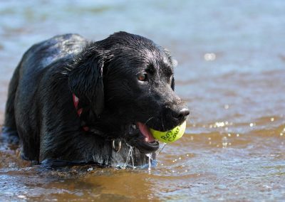show black labrador